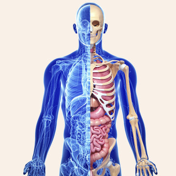 Atlas de Anatomía Humana